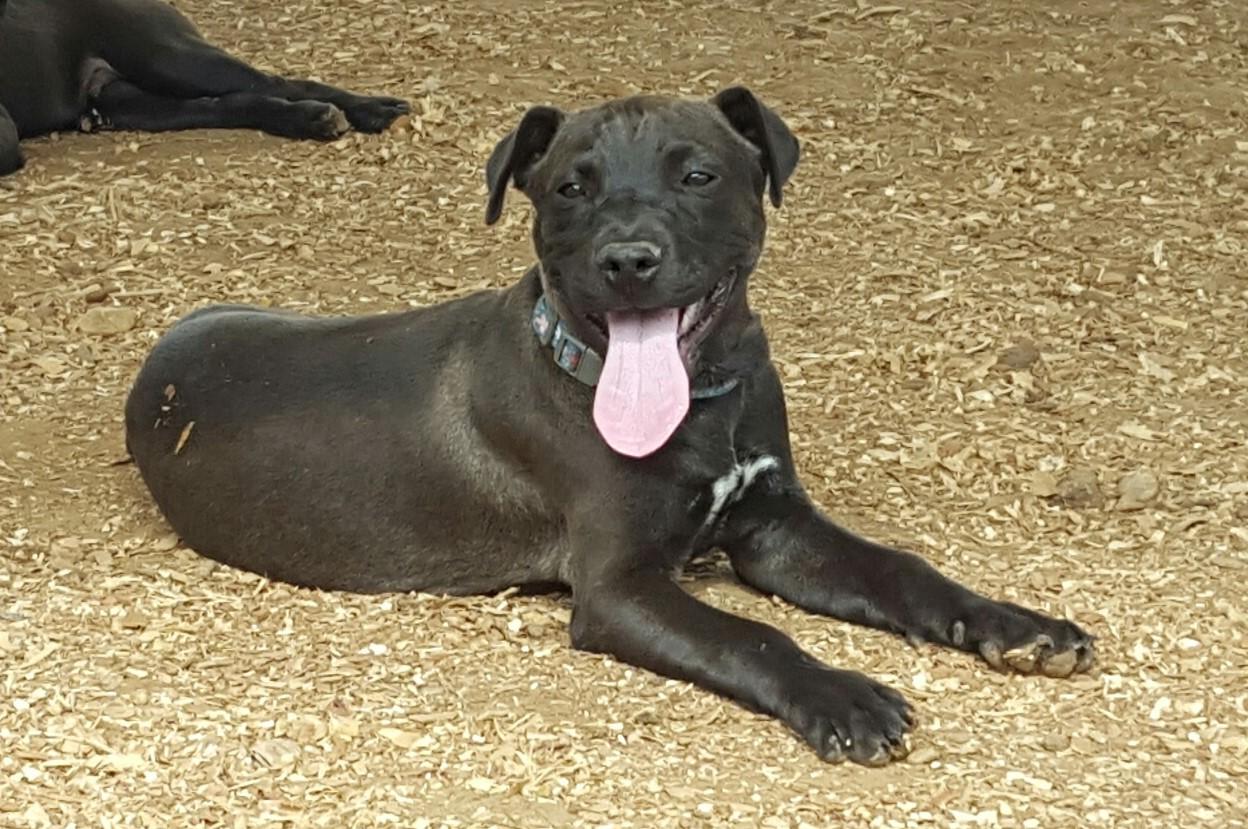 Malcome, an adoptable Labrador Retriever in Hearne, TX, 77859 | Photo Image 1