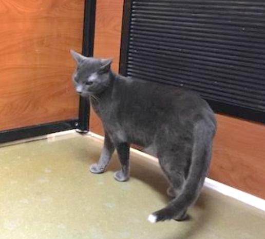 Cat For Adoption Smokey A Domestic Short Hair In Marion Nc