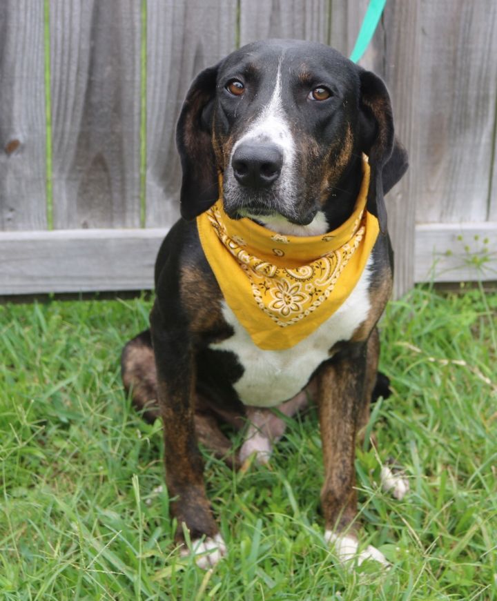BUSTER- DAWGS, an adopted Hound Mix in Port Saint Joe, FL_image-5