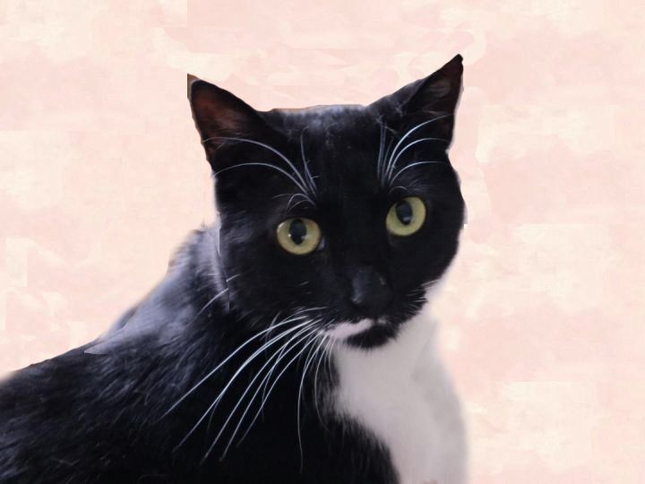 Ashley SF 1216, an adoptable Domestic Short Hair, Tuxedo in West Bloomfield, MI, 48325 | Photo Image 1