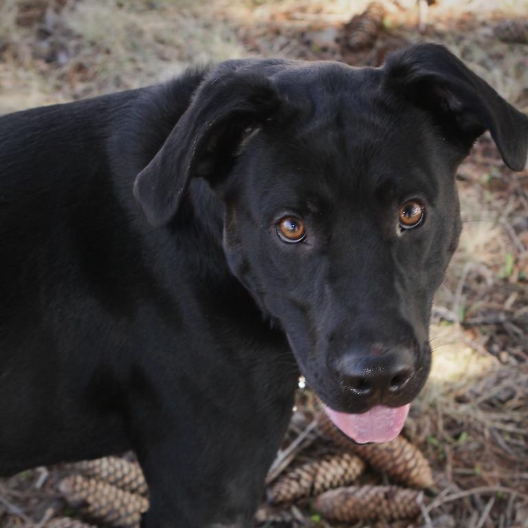 Zeus, an adoptable Labrador Retriever in Anderson, IN, 46015 | Photo Image 1