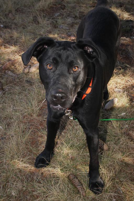 Zeus, an adoptable Labrador Retriever in Anderson, IN, 46015 | Photo Image 2