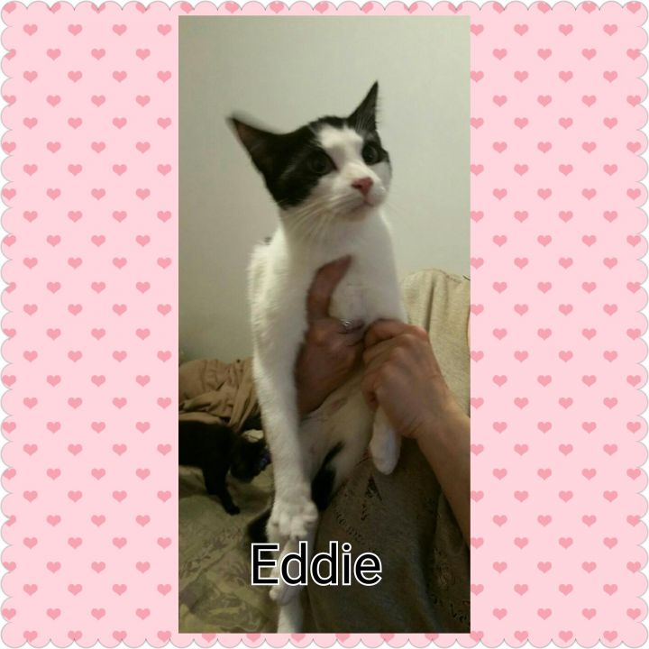 Eddie 1
