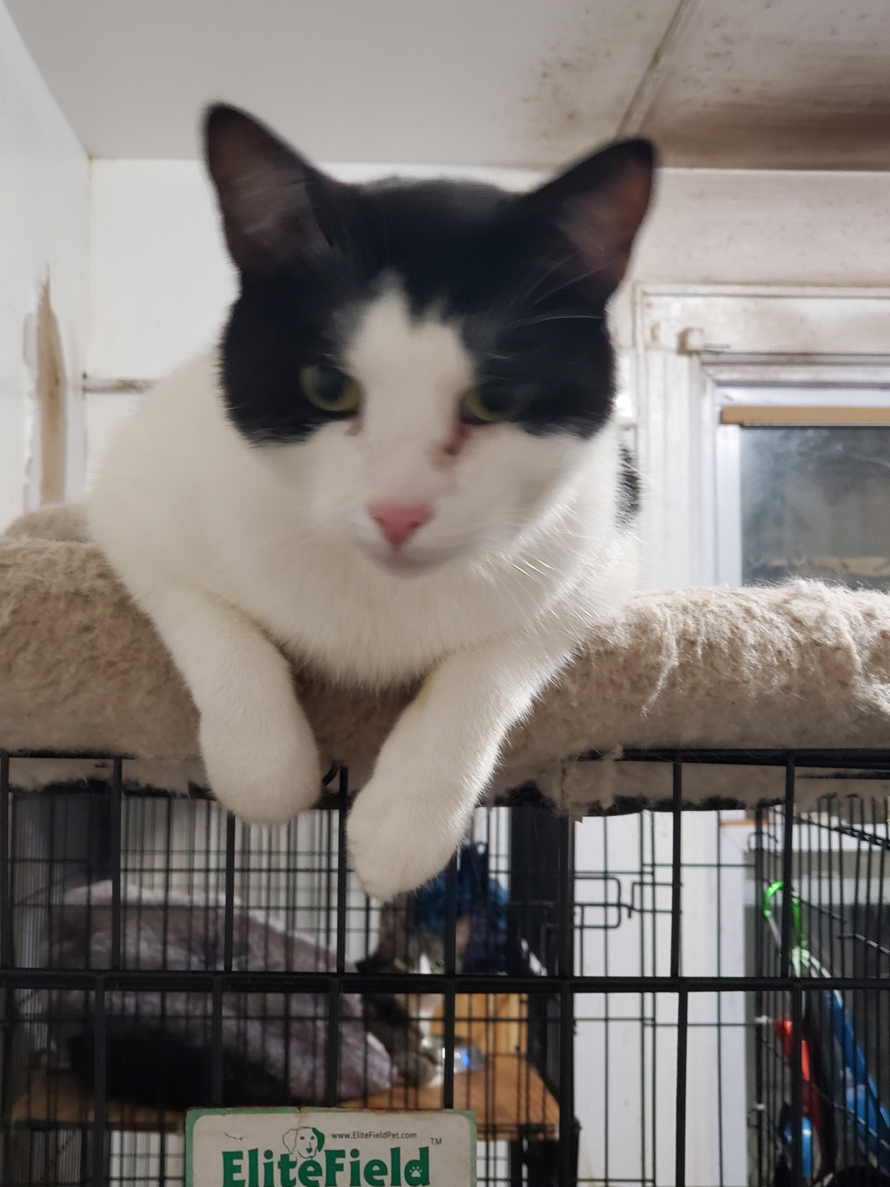 Eddie, an adoptable Domestic Short Hair in Brooklyn, NY, 11208 | Photo Image 4