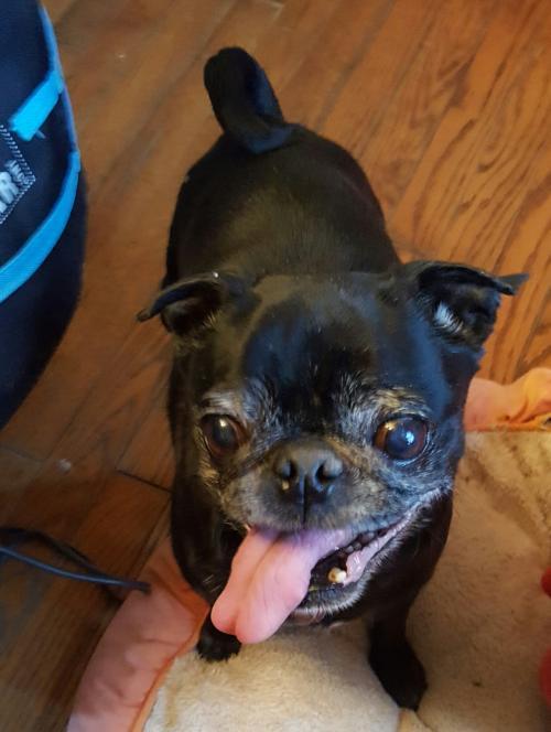 Bella McKenzie, an adoptable Pug in Elizabethtown, PA, 17022 | Photo Image 3