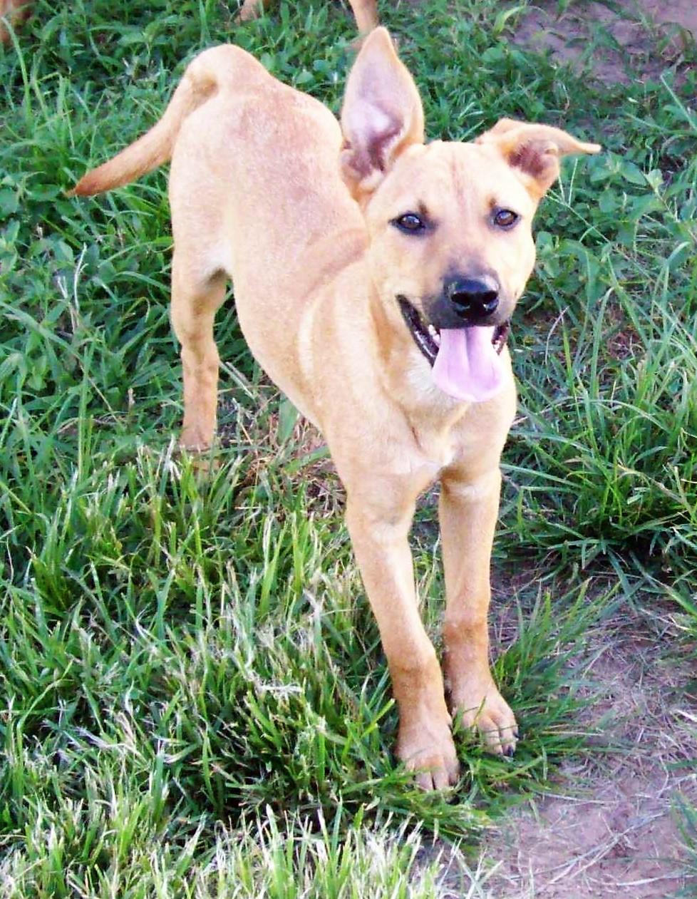 Penny, an adoptable Australian Cattle Dog / Blue Heeler, Shepherd in Buffalo, TX, 75831 | Photo Image 2