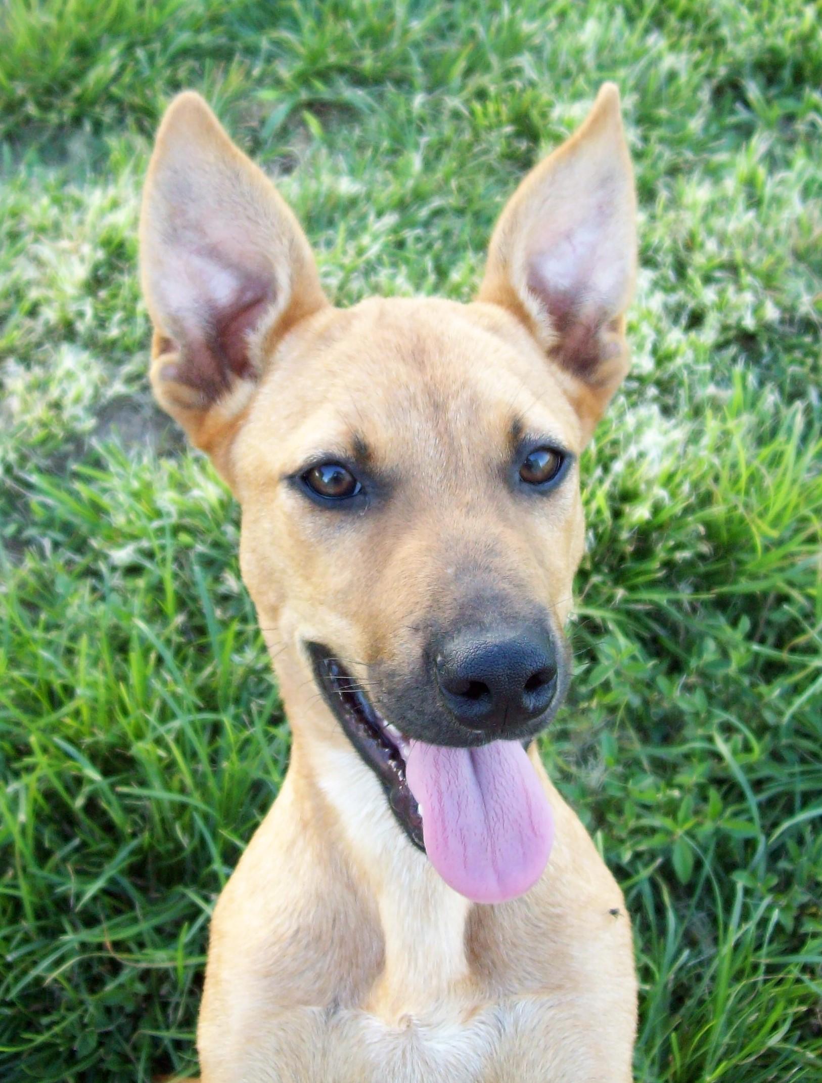 Penny, an adoptable Australian Cattle Dog / Blue Heeler, Shepherd in Buffalo, TX, 75831 | Photo Image 4