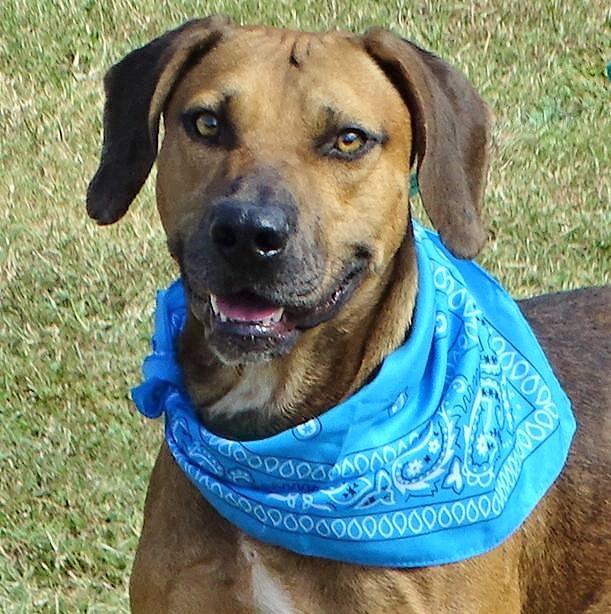 Jones-DAWGS, an adopted Black Mouth Cur in Willington, CT_image-1