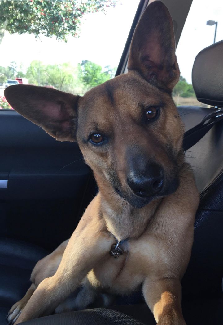 Shiba Inu Dog For Adoption In Austin Tx Adn 704492 On
