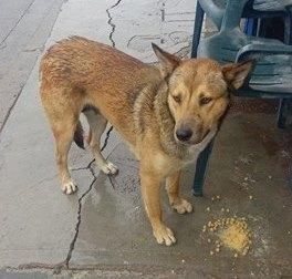 Fiona, an adoptable German Shepherd Dog in San Ysidro, CA, 92173 | Photo Image 2