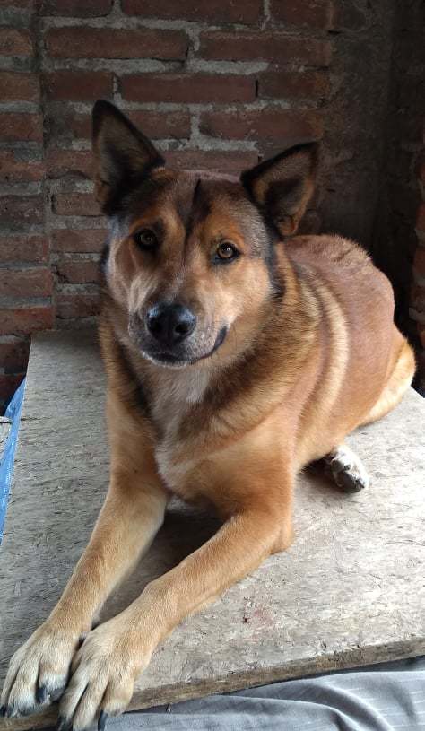 Fiona, an adoptable German Shepherd Dog in San Ysidro, CA, 92173 | Photo Image 3