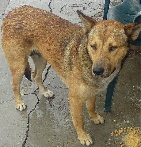 Fiona, an adoptable German Shepherd Dog in San Ysidro, CA, 92173 | Photo Image 4
