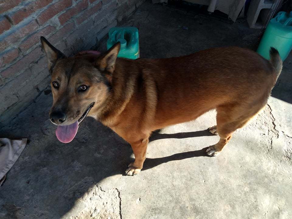 Fiona, an adoptable German Shepherd Dog in San Ysidro, CA, 92173 | Photo Image 6