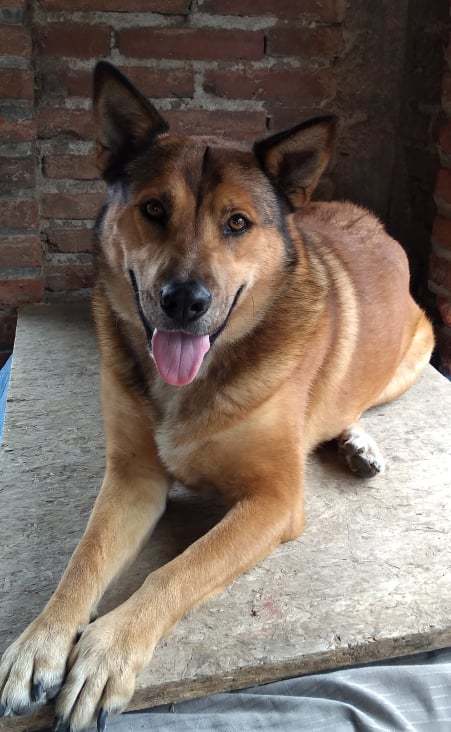 Fiona, an adoptable German Shepherd Dog in San Ysidro, CA, 92173 | Photo Image 1