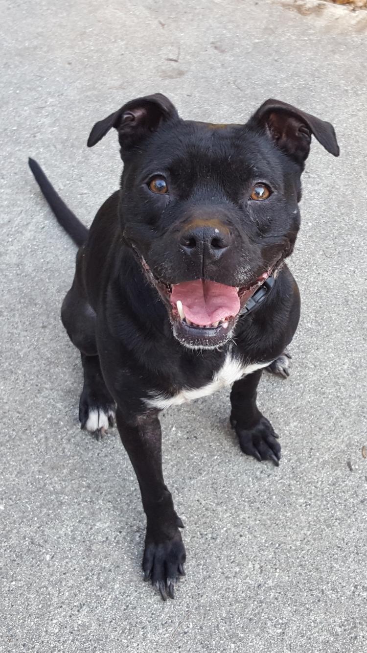 Bella, an adoptable Pit Bull Terrier in Ridgeland, SC, 29936 | Photo Image 1