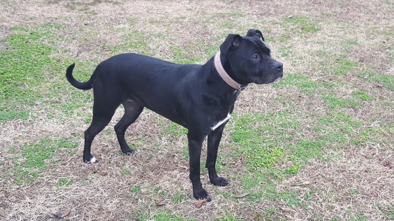 Bella, an adoptable Pit Bull Terrier in Ridgeland, SC, 29936 | Photo Image 2