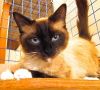 petfinder ragdoll