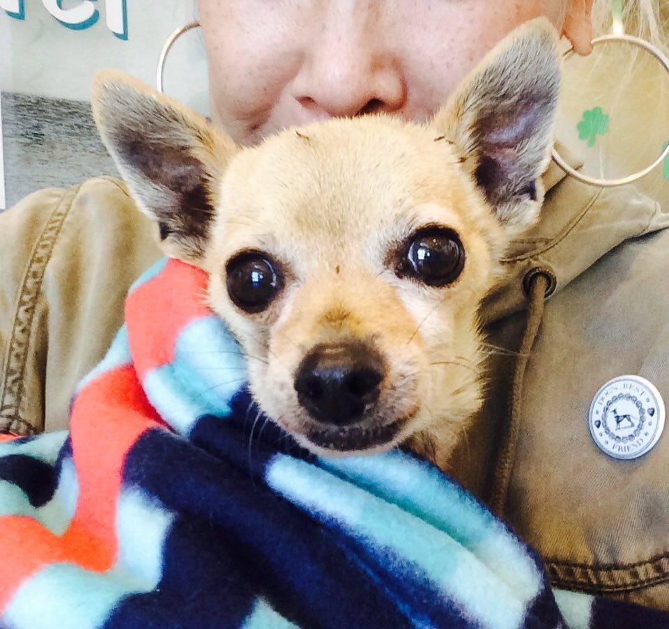 Little Prince, an adoptable Chihuahua in Studio City, CA, 91604 | Photo Image 2
