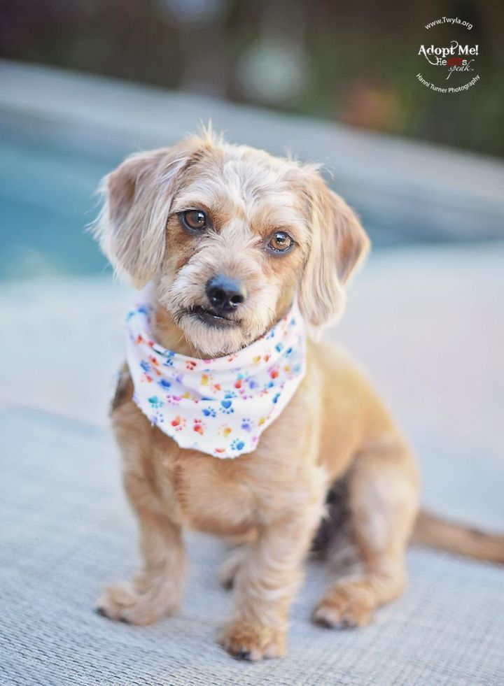 Waffles, an adopted Dachshund & Yorkshire Terrier Mix in Kingwood, TX_image-2