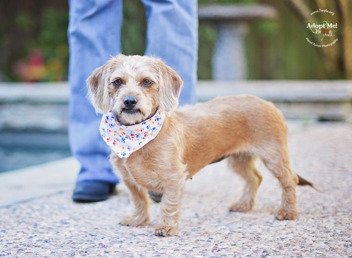 Waffles, an adopted Dachshund & Yorkshire Terrier Mix in Kingwood, TX_image-3