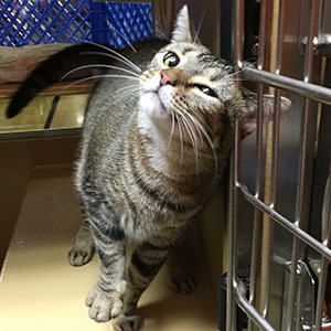 Bliss, an adoptable Tabby, Domestic Short Hair in Garner, NC, 27529 | Photo Image 1