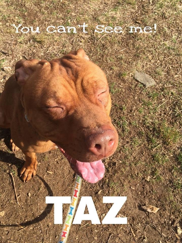 Taz- LOVES OTHER DOGS! 2