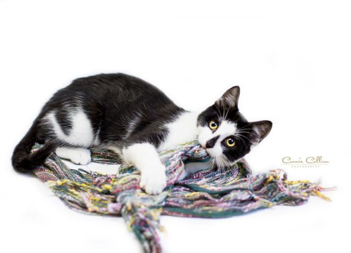 Cat For Adoption Harley Quinn A Domestic Short Hair Mix In