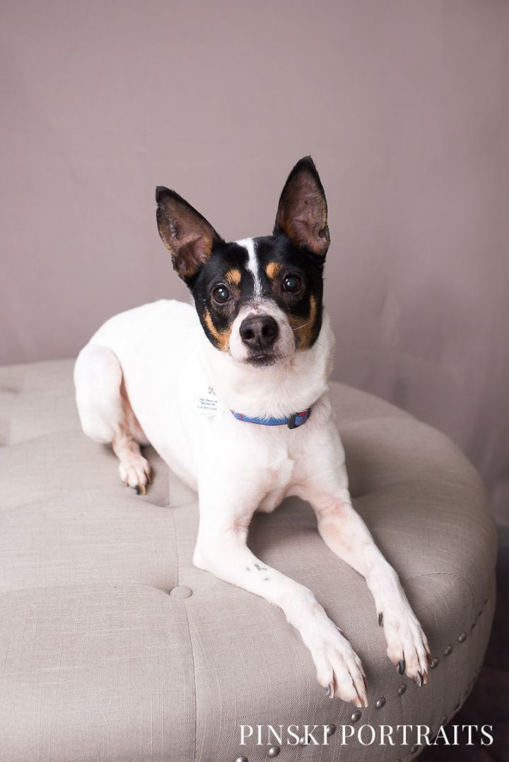 Dog For Adoption Perry A Jack Russell Terrier Rat Terrier Mix