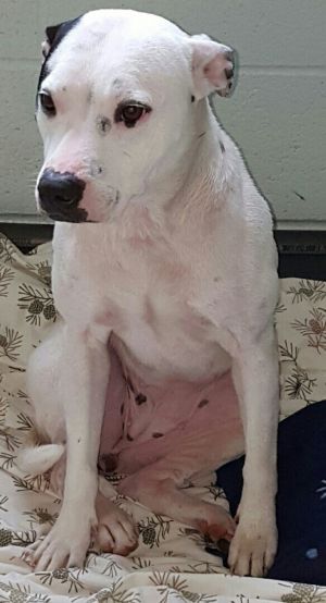 Joanna, Adult Female unknown