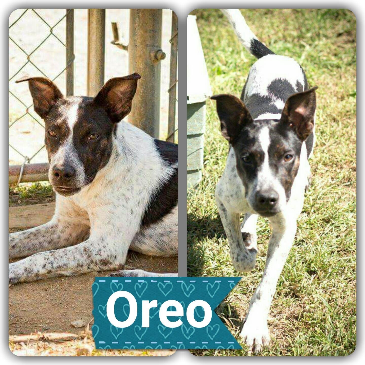 Oreo, an adoptable Australian Cattle Dog / Blue Heeler in Staley, NC, 27355 | Photo Image 1