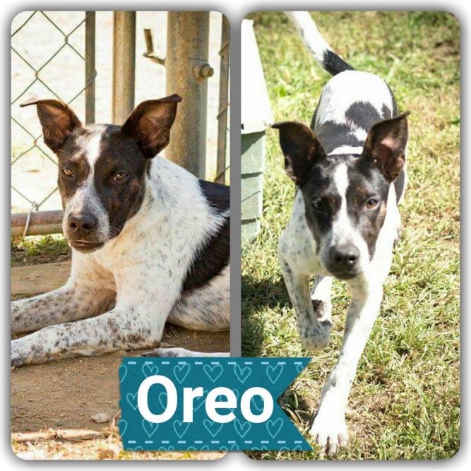 Oreo