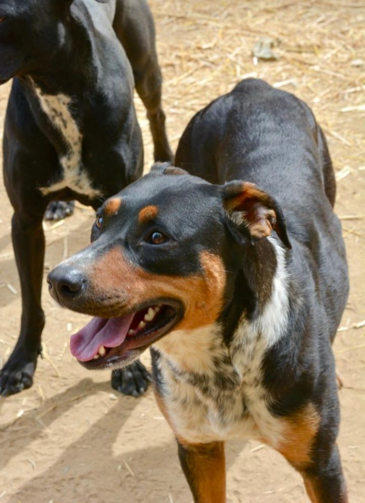 Rhonda, an adopted Cattle Dog Mix in Santa Barbara, CA_image-3