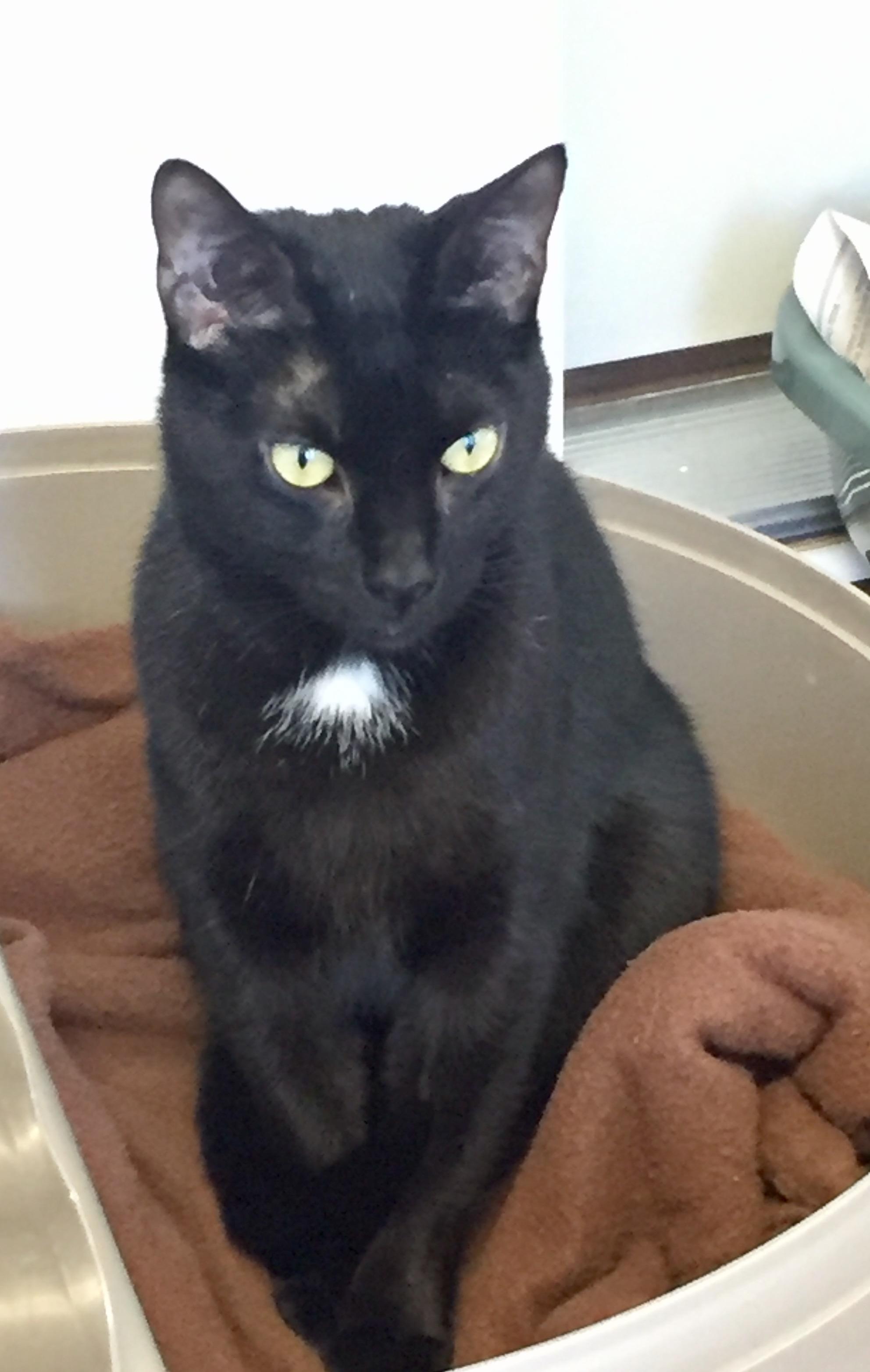 Shadow, an adoptable Domestic Short Hair in Greensburg, PA, 15601 | Photo Image 2