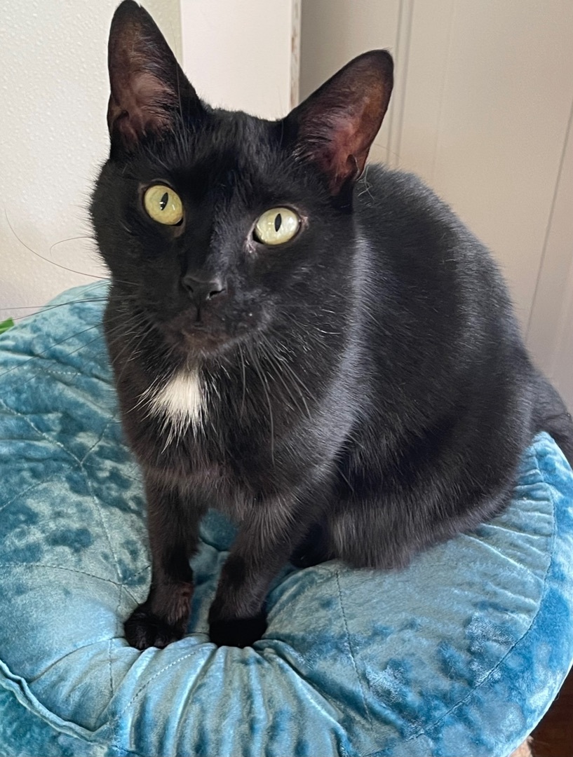 Shadow, an adoptable Domestic Short Hair in Greensburg, PA, 15601 | Photo Image 1