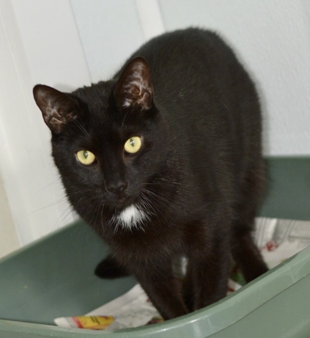 Shadow, an adoptable Domestic Short Hair in Greensburg, PA, 15601 | Photo Image 3