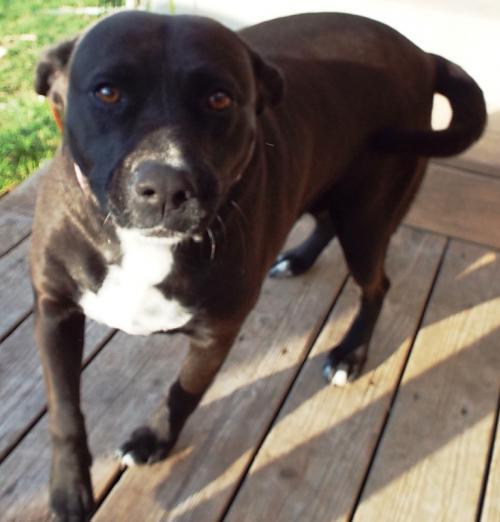 Kaily, an adoptable Labrador Retriever in San Antonio, TX, 78251 | Photo Image 1