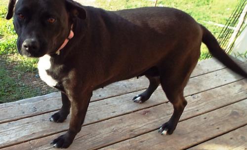 Kaily, an adoptable Labrador Retriever in San Antonio, TX, 78251 | Photo Image 2
