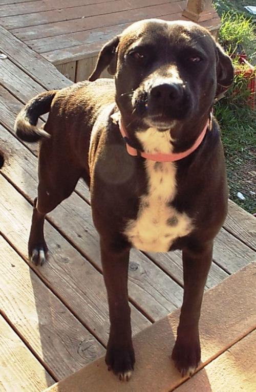 Kaily, an adoptable Labrador Retriever in San Antonio, TX, 78251 | Photo Image 3