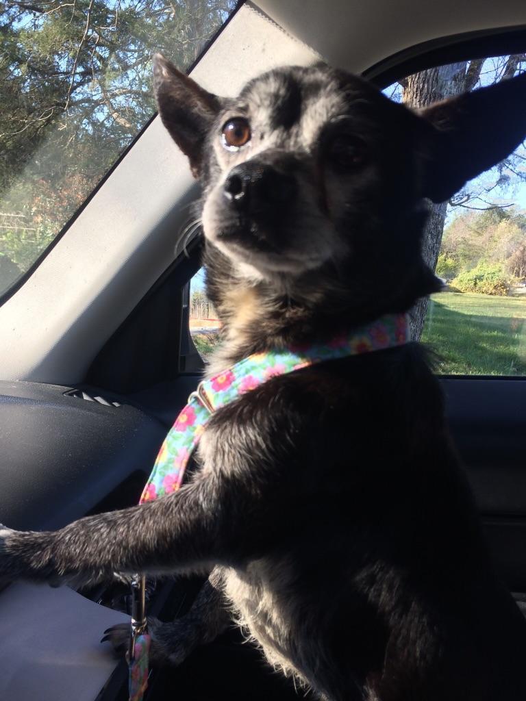 Clark - Resident Angel (Permanent Sanctuary Foster), an adoptable Chihuahua in Quentin, PA, 17083 | Photo Image 2