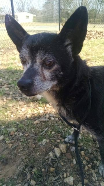 Clark - Resident Angel (Permanent Sanctuary Foster), an adoptable Chihuahua in Quentin, PA, 17083 | Photo Image 3