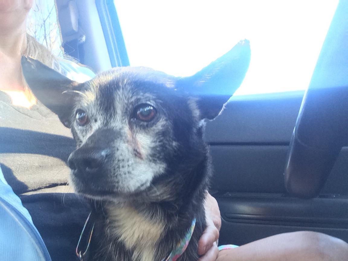 Clark - Resident Angel, an adoptable Chihuahua in Quentin, PA, 17083 | Photo Image 4