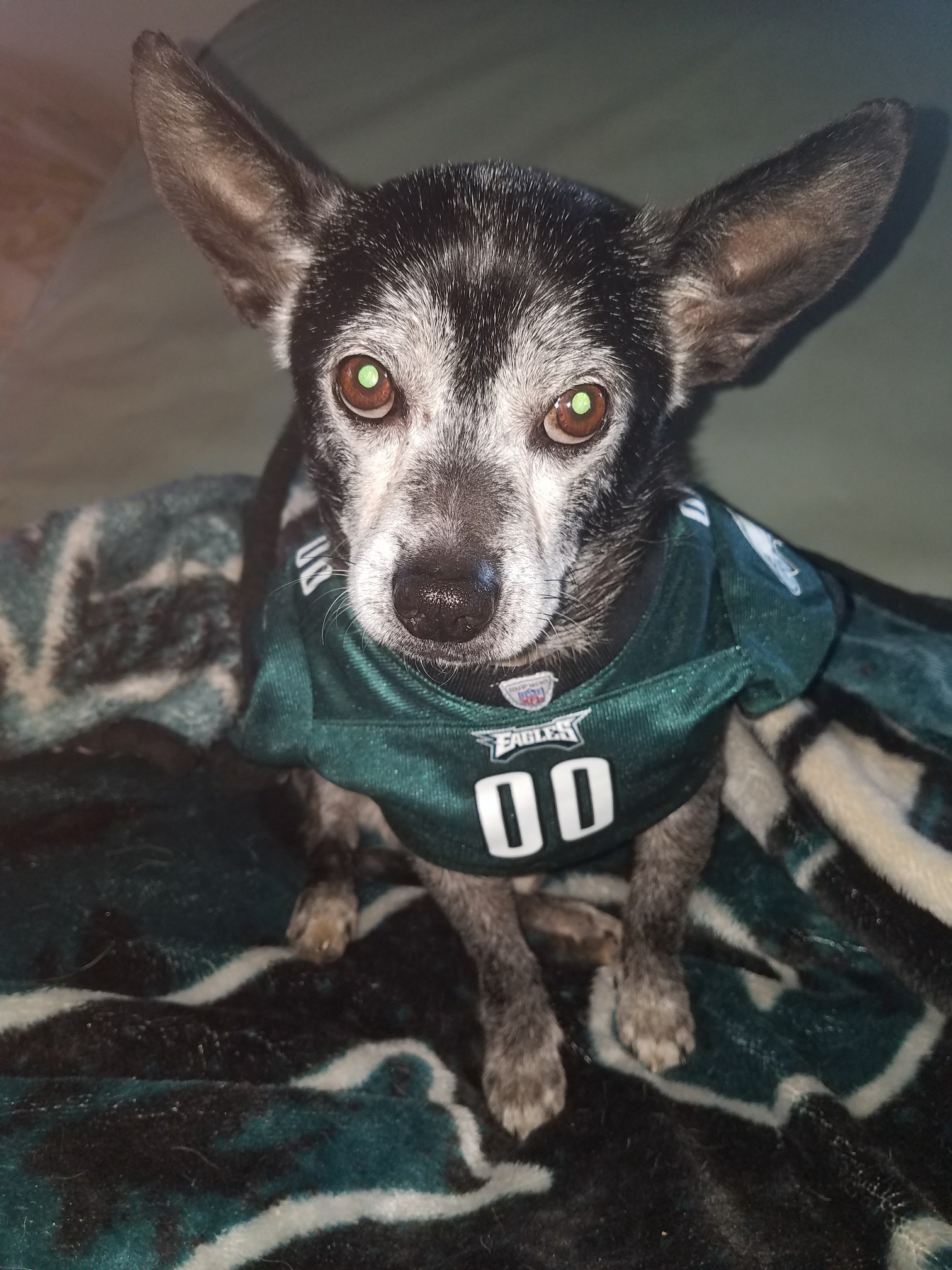 Clark - Resident Angel, an adoptable Chihuahua in Quentin, PA, 17083 | Photo Image 1
