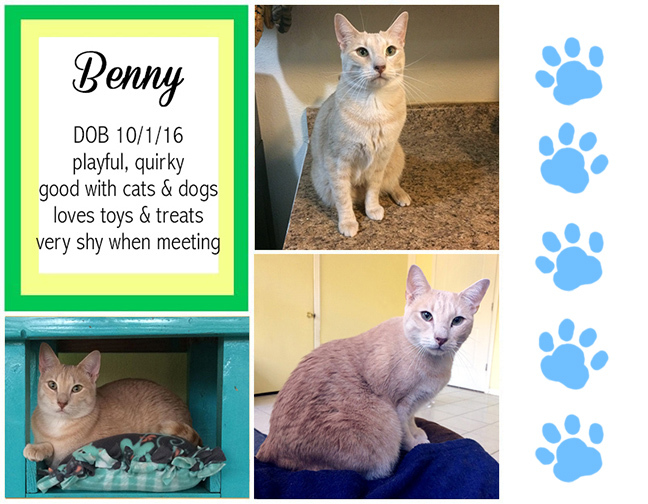 Benny, an adoptable Domestic Short Hair in Longview, TX, 75608 | Photo Image 1