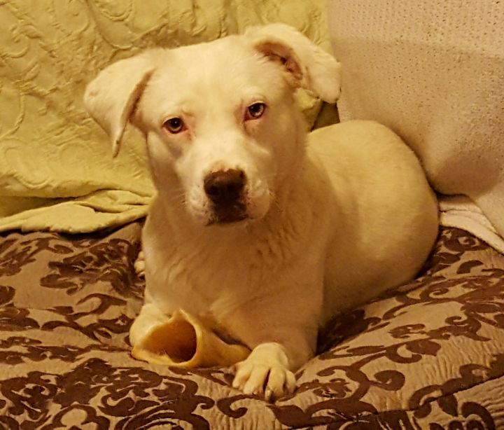 Dog For Adoption Possum An Australian Shepherd Mix In Bartlett Tn Petfinder