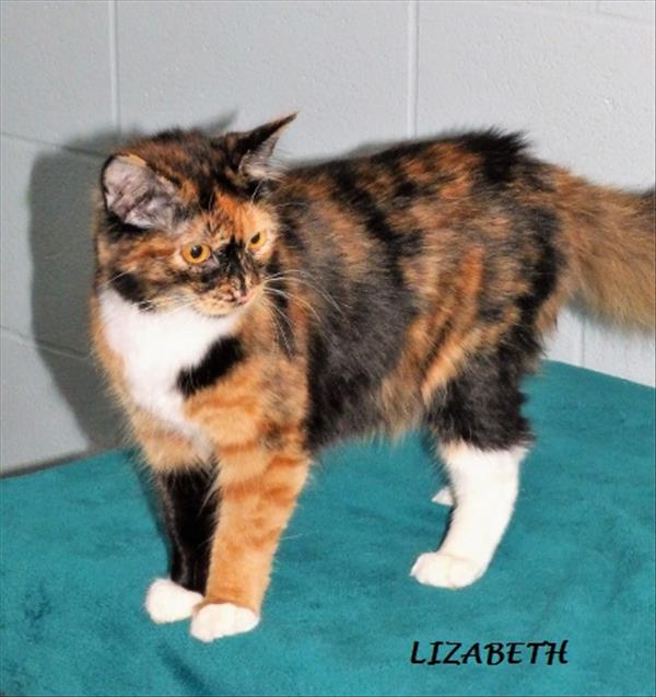Lizabeth 2