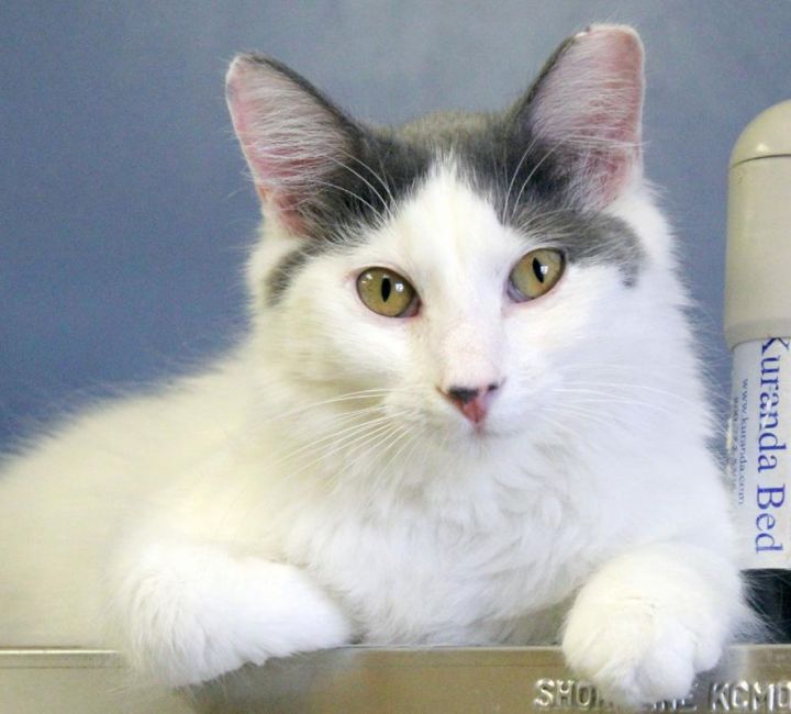 Cat For Adoption Boo A Domestic Medium Hair Domestic Long