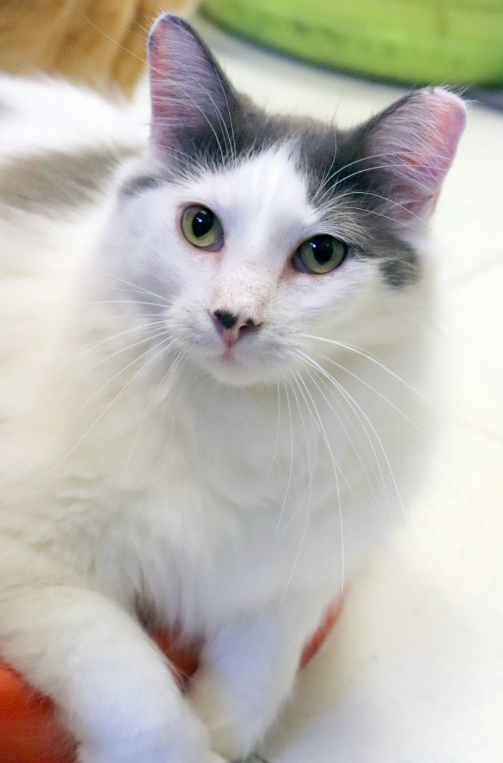 Cat For Adoption Boo A Domestic Long Hair Mix In Kansas City