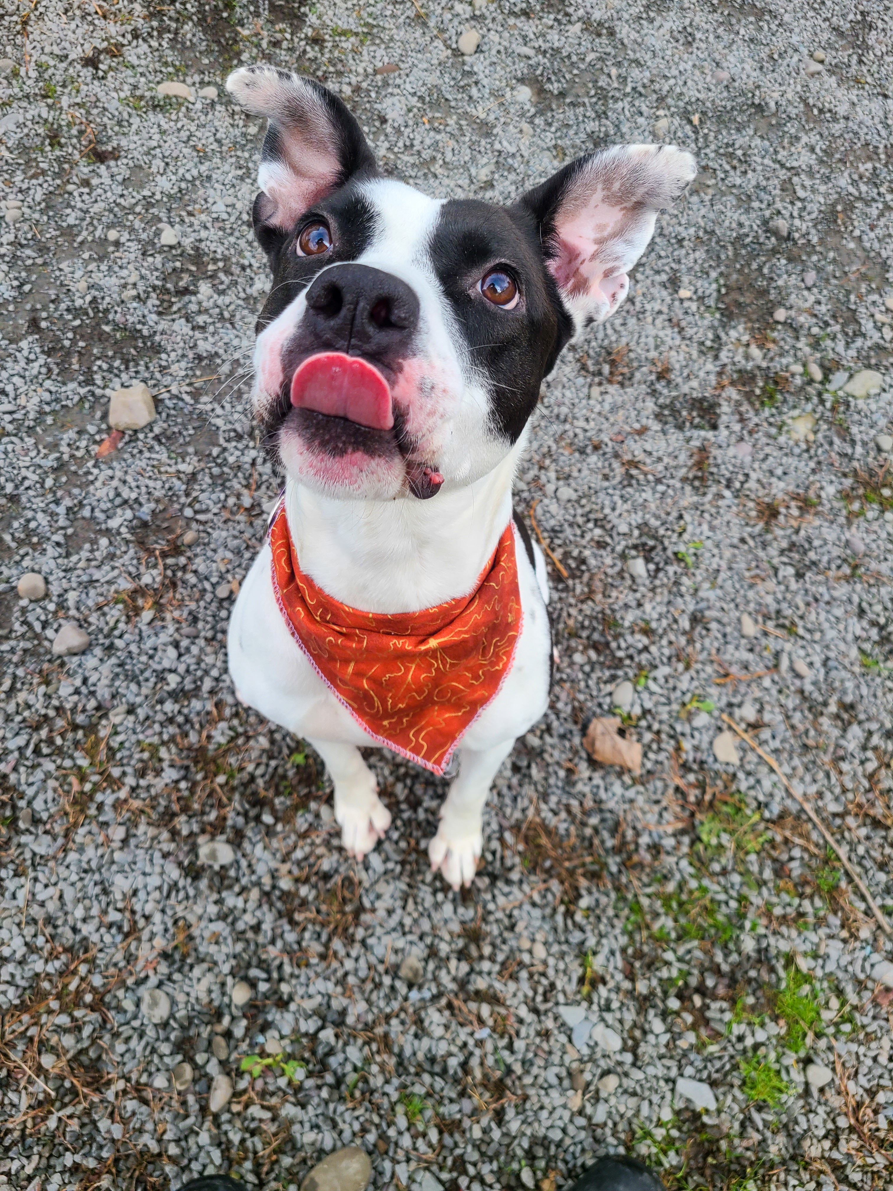 Pepper, an adoptable Terrier in Montrose, PA, 18801 | Photo Image 2