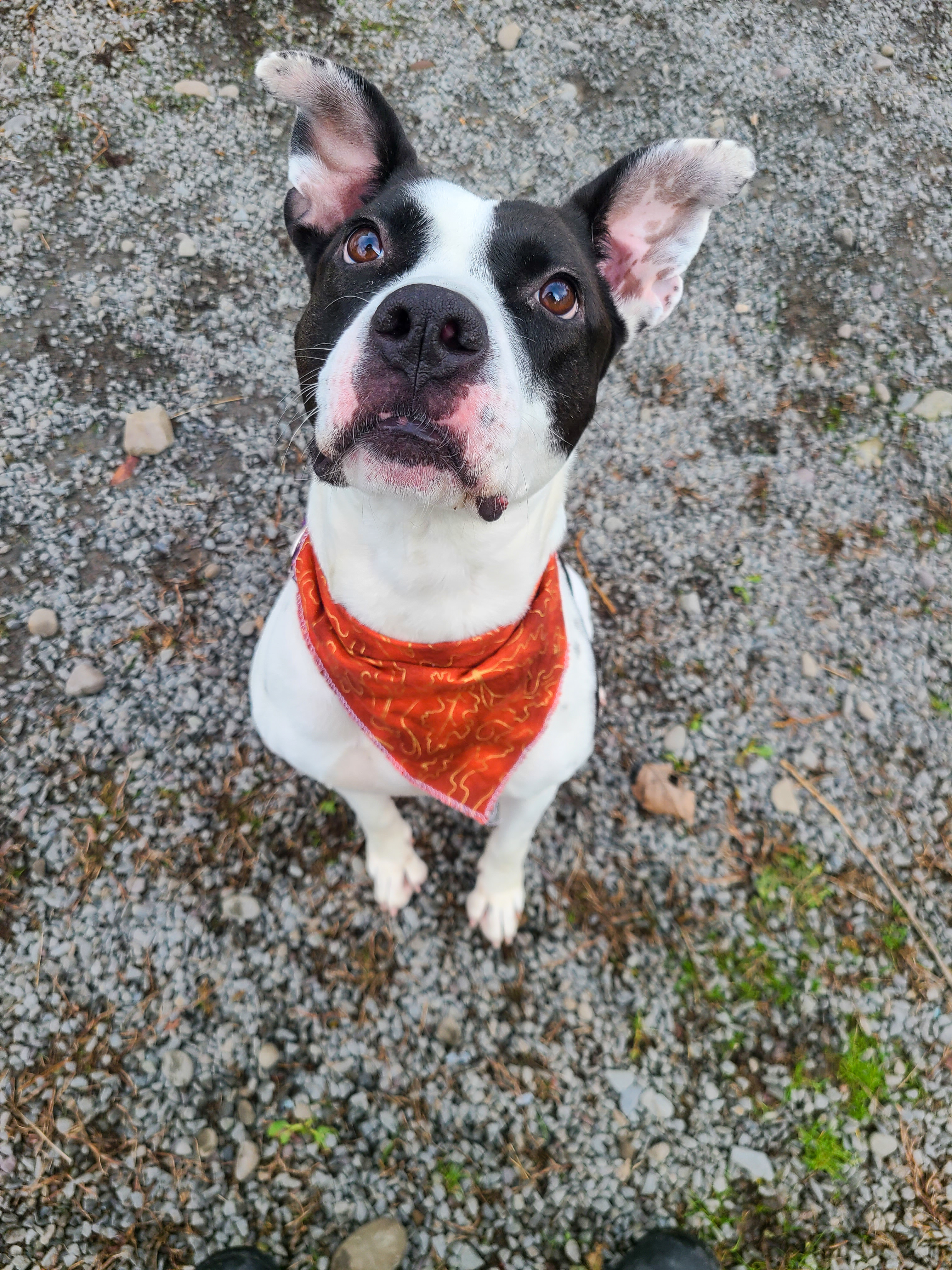 Pepper, an adoptable Terrier in Montrose, PA, 18801 | Photo Image 3