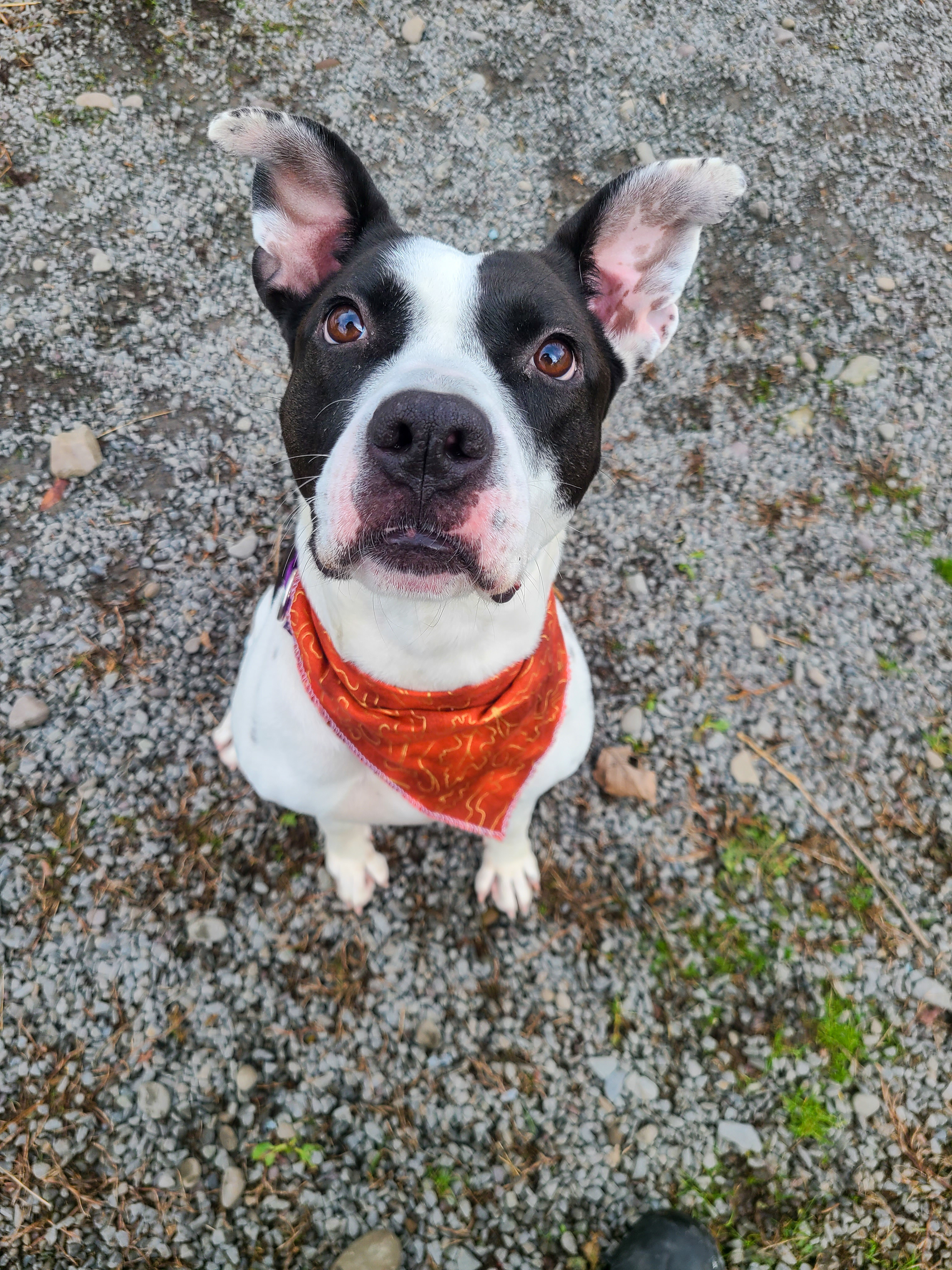 Pepper, an adoptable Terrier in Montrose, PA, 18801 | Photo Image 4